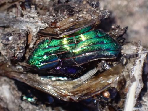 Réf. 358 723 : Geotrupes mutator